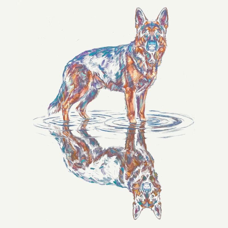 Deutscher Schäferhund mit Wasserreflexion