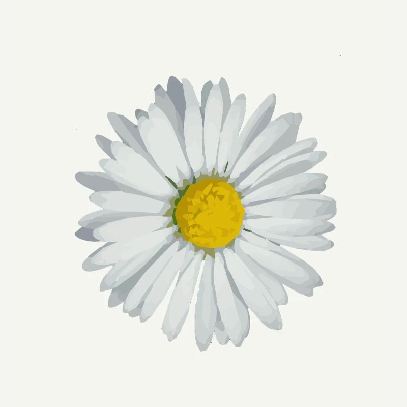 Gänseblümchen