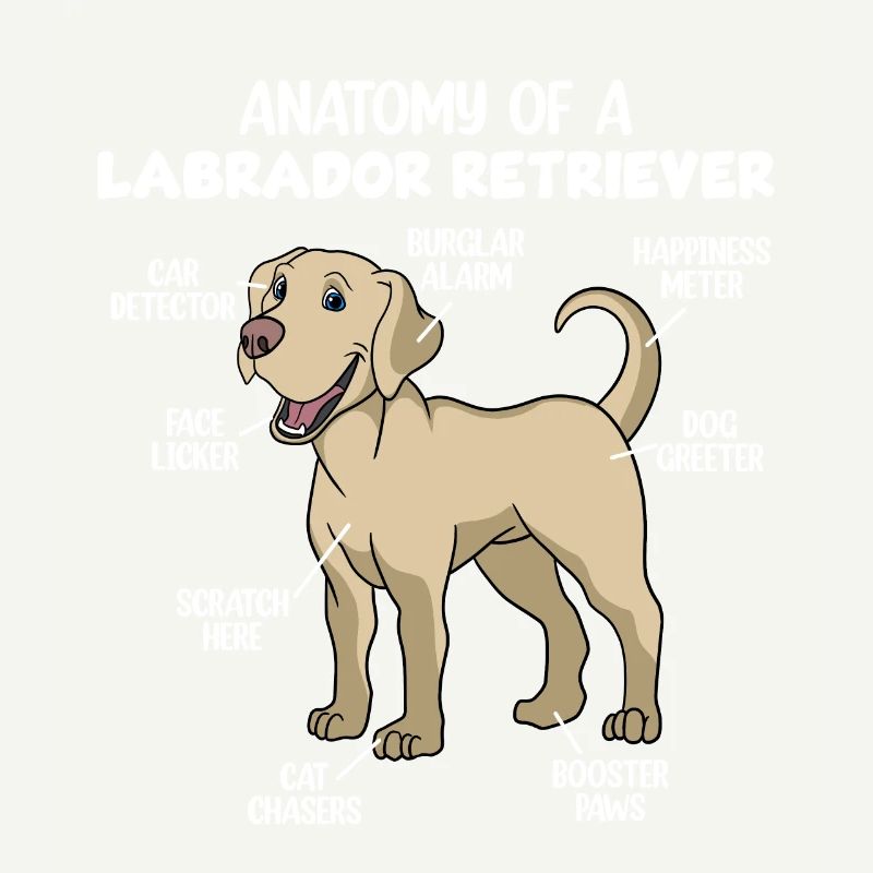 Anatomie eines Labrador Retrievers