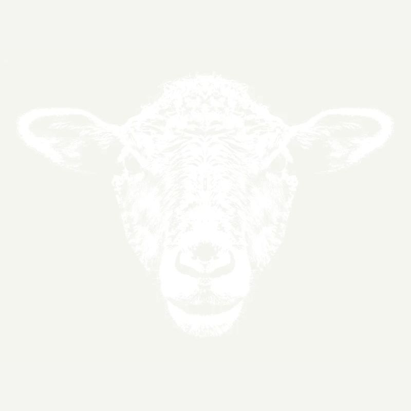 White Sheep / Portrait / Head