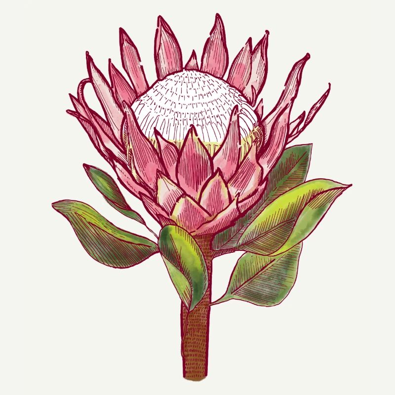 Protea