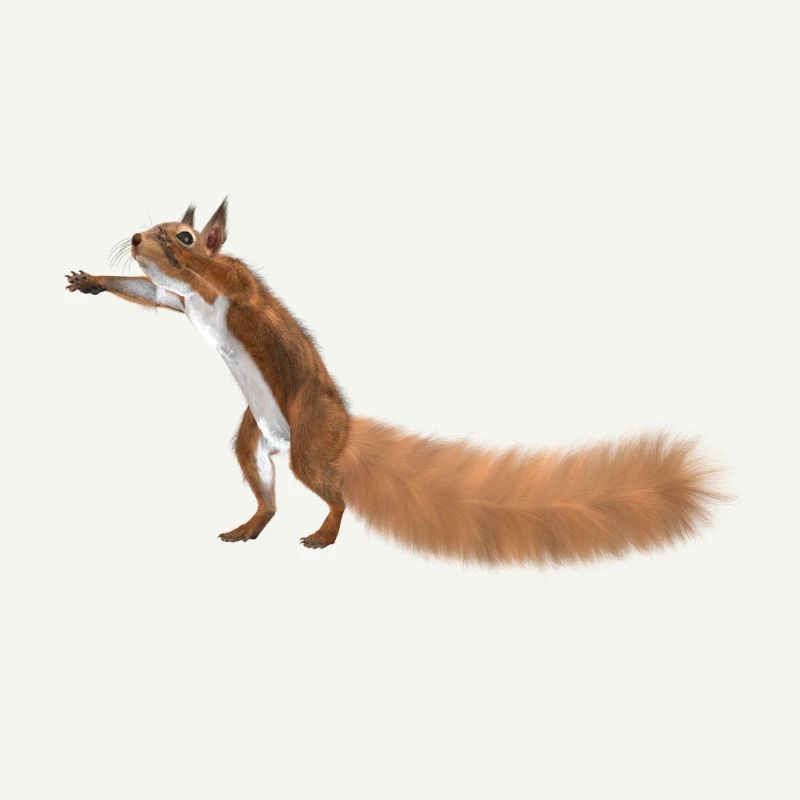 Eichhörnchen