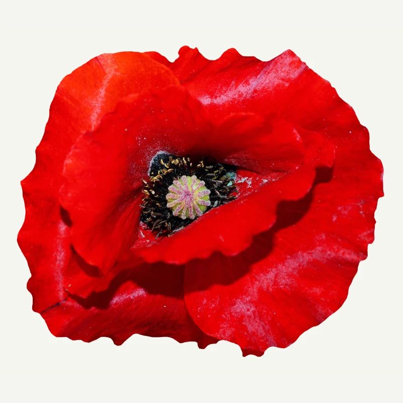 Coquelicot