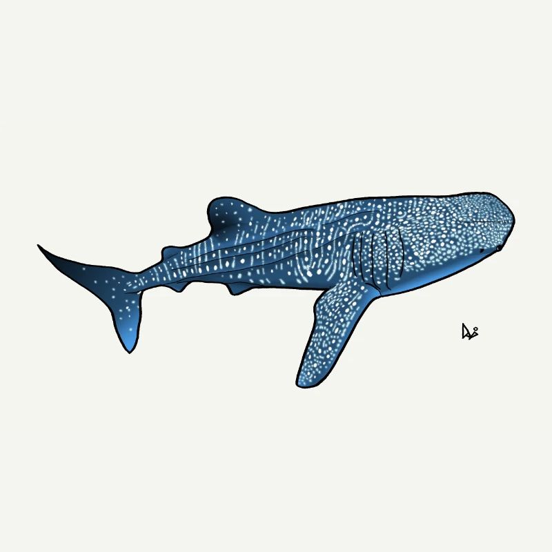 Requin baleine