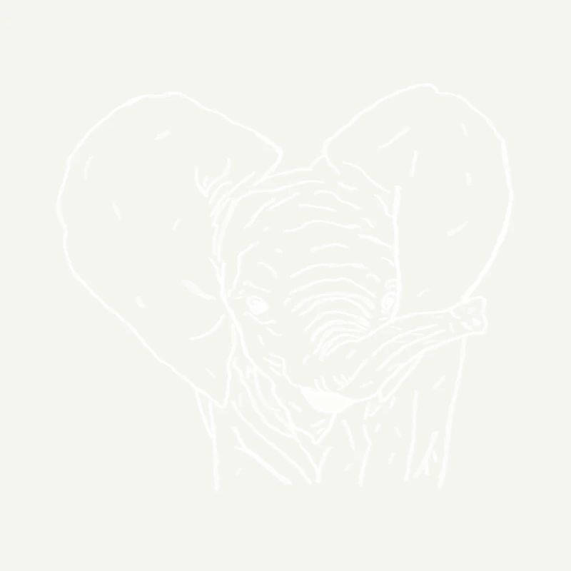 Bébé éléphant blanc