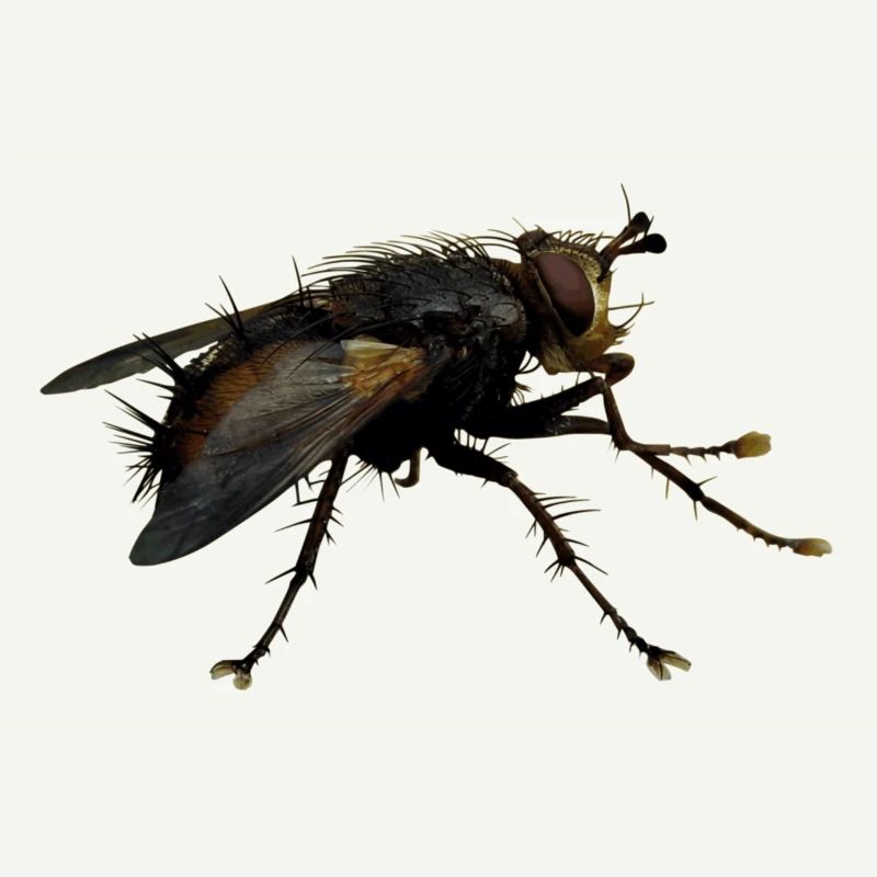 Außerirdisch Alien Wesen, oder nur eine Fliege?