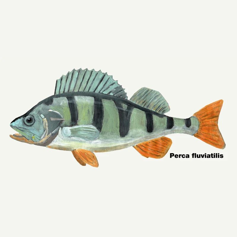 Barsch - Perca fluviatilis