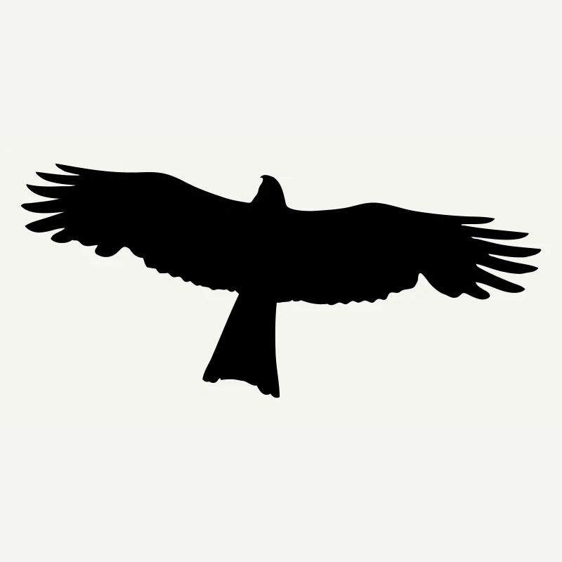 Faucon - Rapace