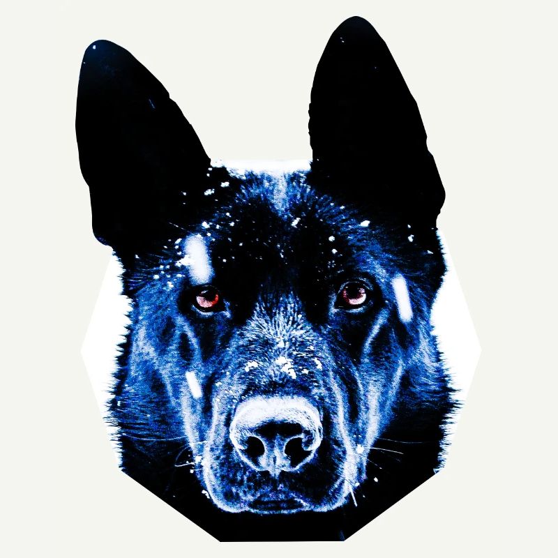 chien de berger