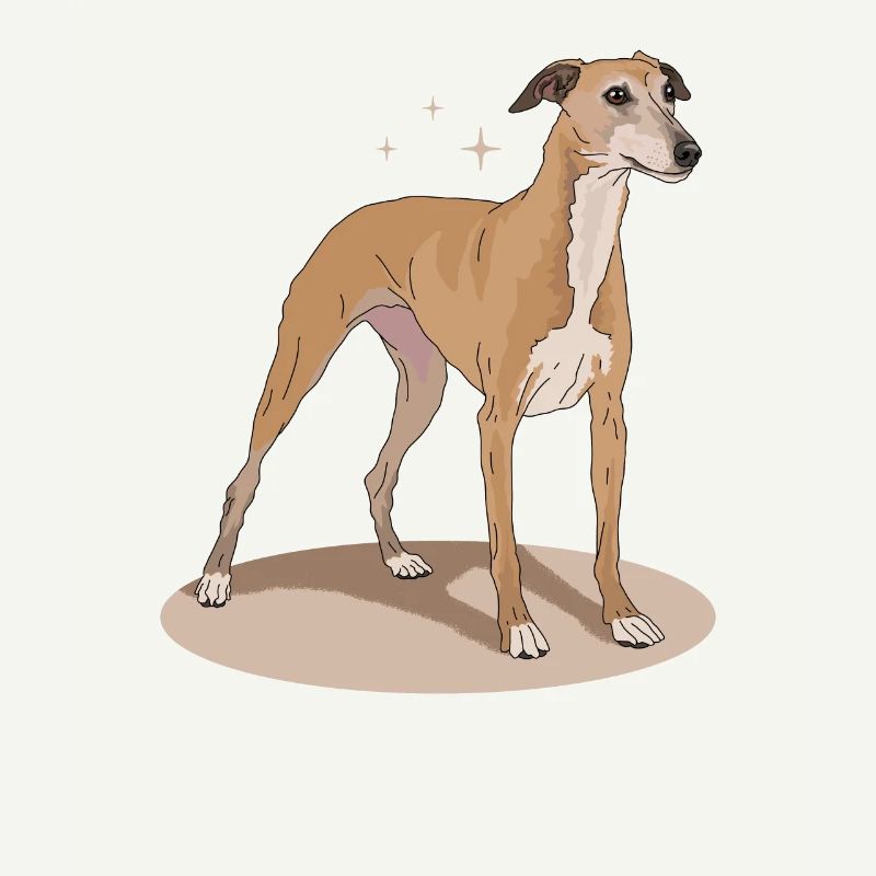 Whippet Cadeaux de lévrier anglais