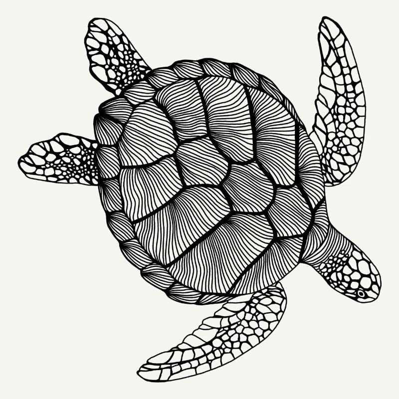 Schildkröte Line Art - Turtle