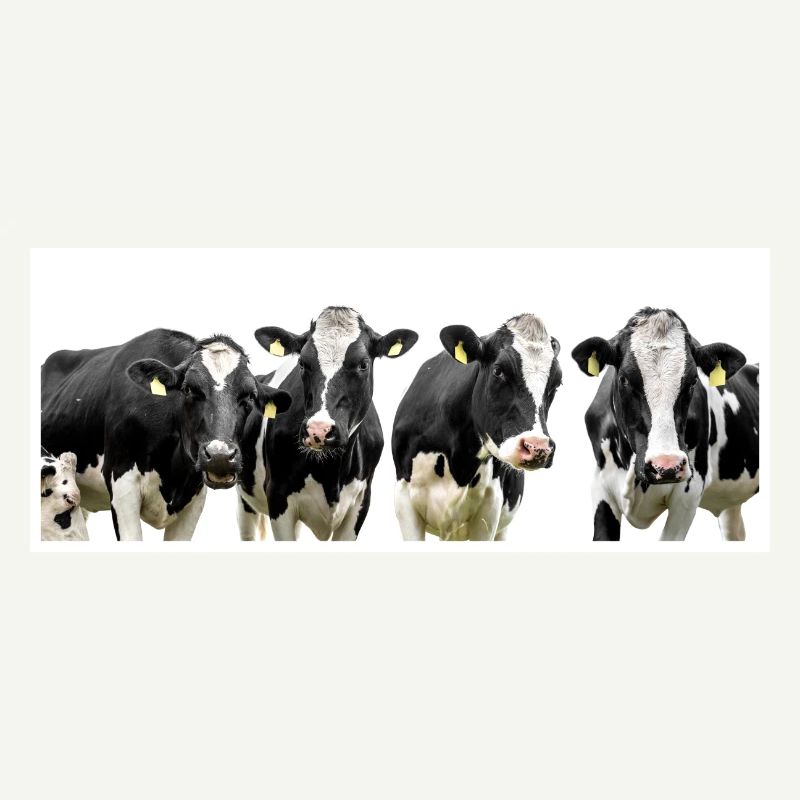 vaches