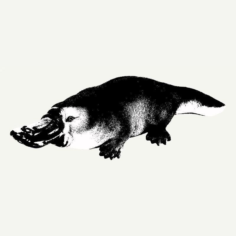 Ornithorynque
