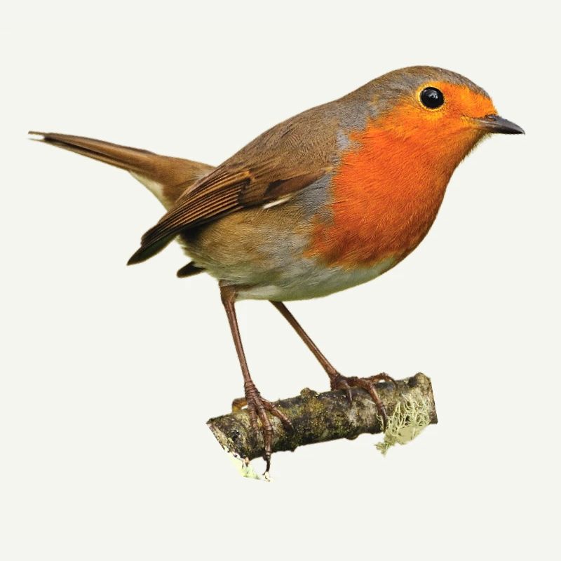 Rouge-gorge1 Robin