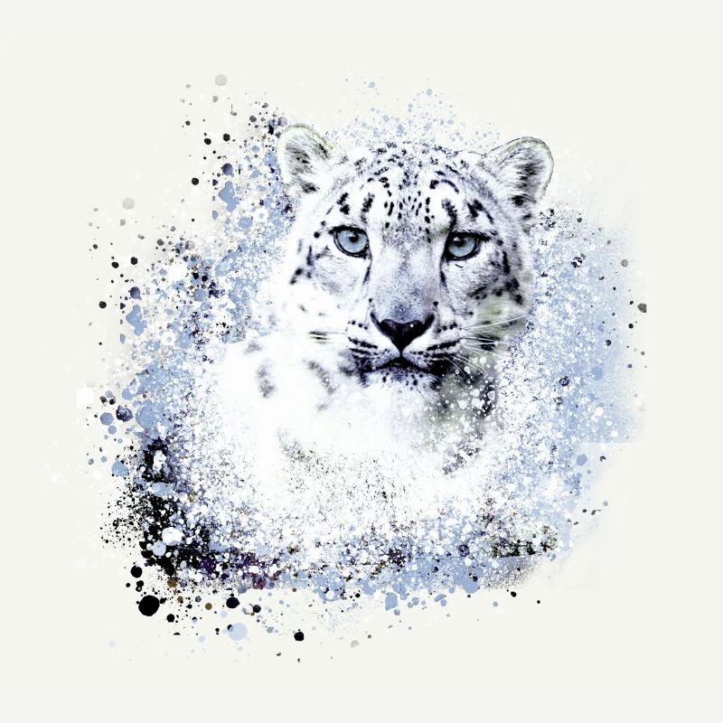 léopard de neige,chat,léopard,léopard,blanc,chat sauvage