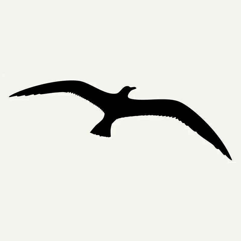 Möwe Vogel fliegt Seevogel Silhouette Umriss schön