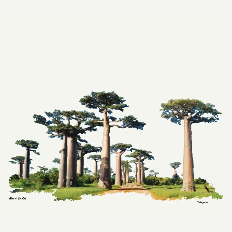 Baobab