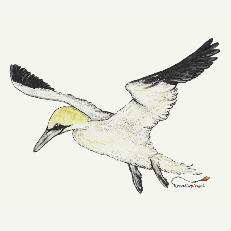 Gannet, a seabird