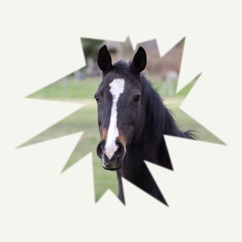 Cheval. Cheval.