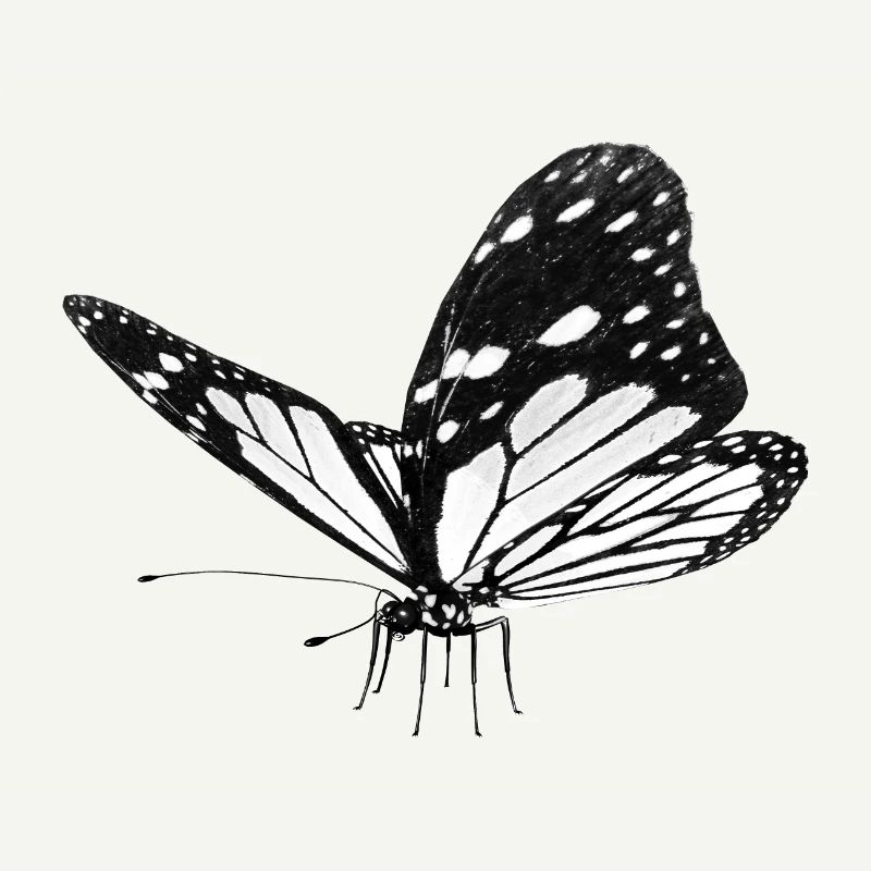 Papillon, Papillon