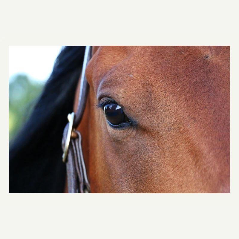 Oeil de cheval