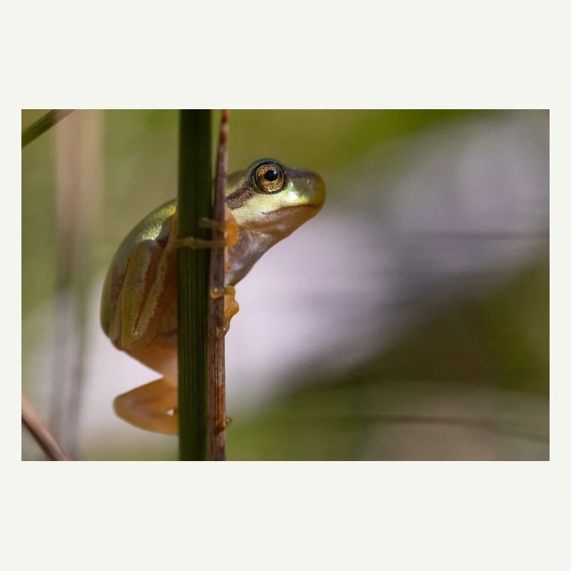 Laubfrosch