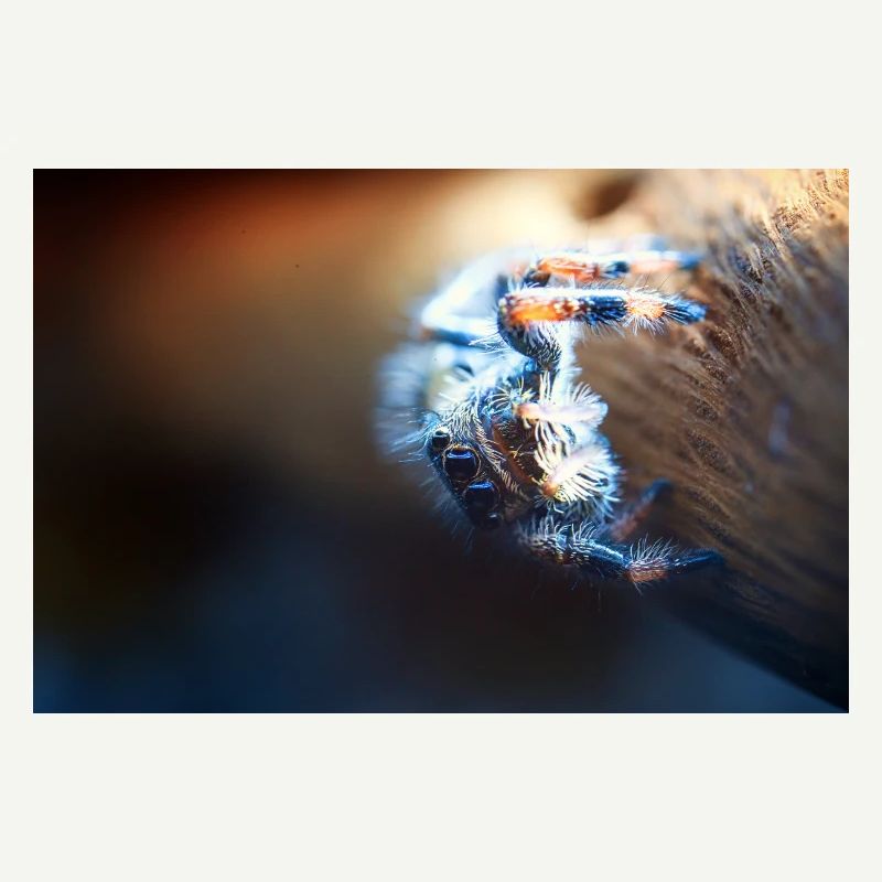 Araignée sauteuse, Phidippus regius, araignée sauteuse