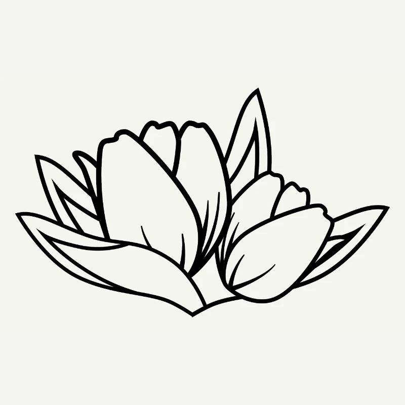 Tulipe