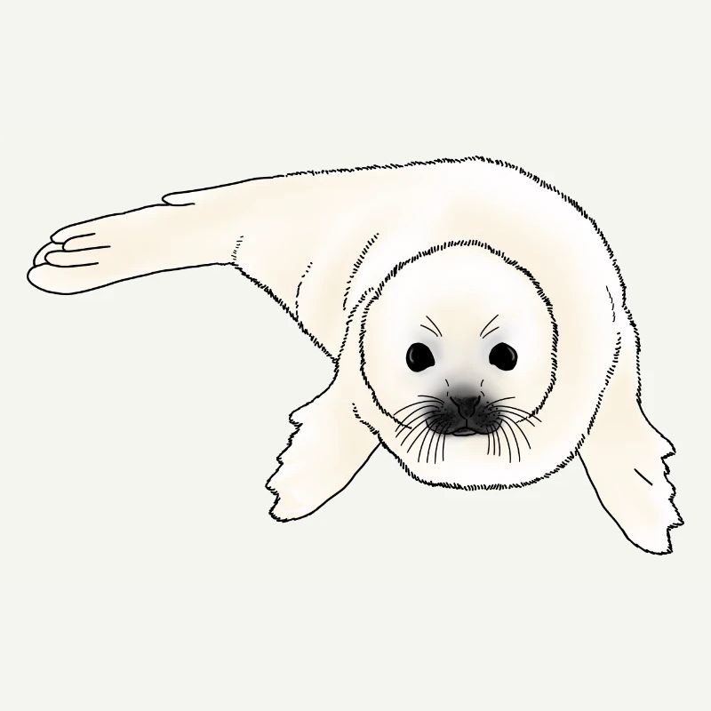 Bébé phoque