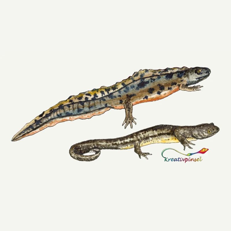 Pond Newts
