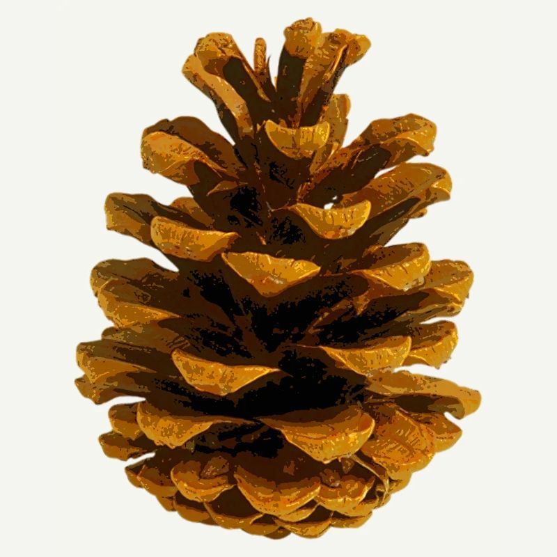 Pomme de pin