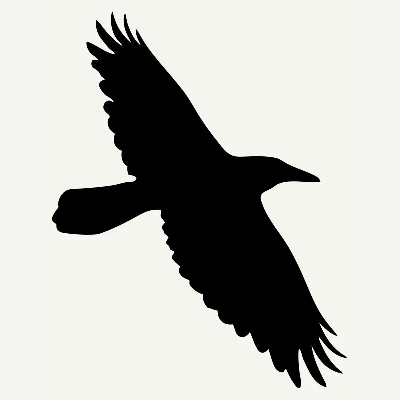 Krähe Rabe Corvus Vogel im Flug