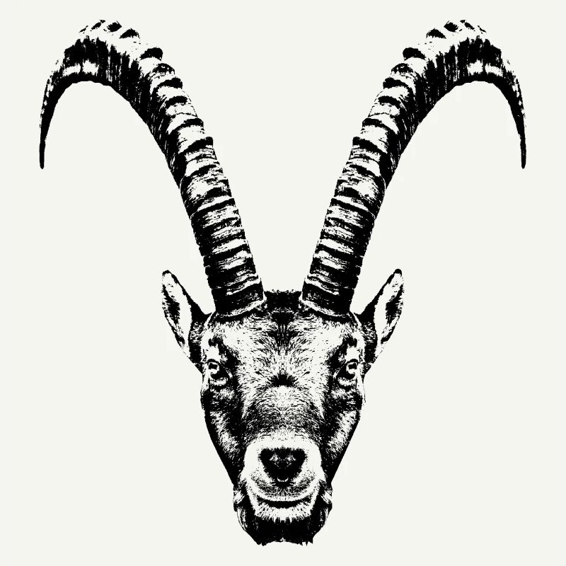 Steinbock / Kopf / Ibex / frontal