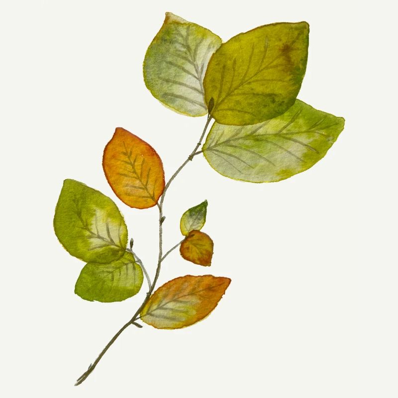 Beech leaves