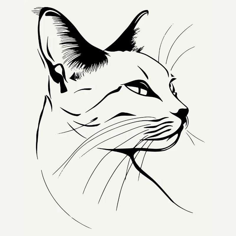Chat, Motif De Chat, Visage De Chat