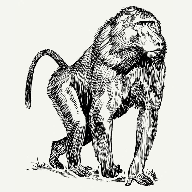 babouin Monkey