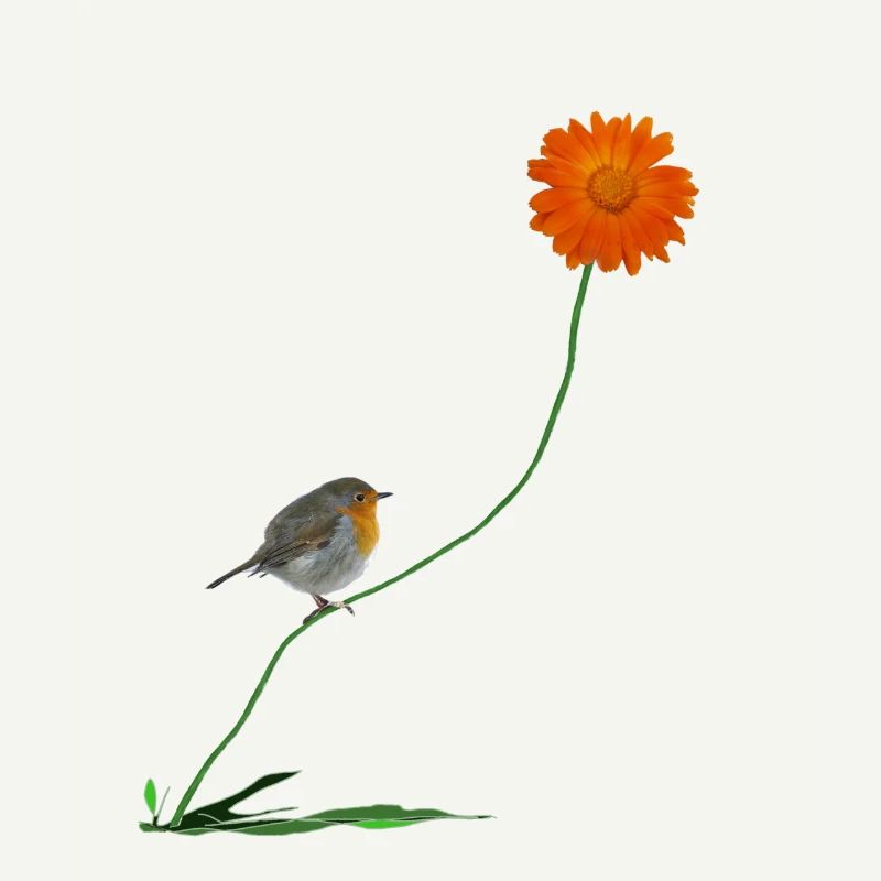 Robin avec fleur