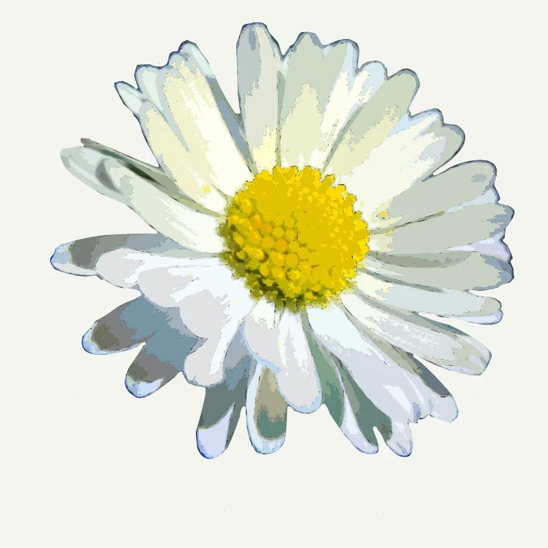 Gänseblümchen