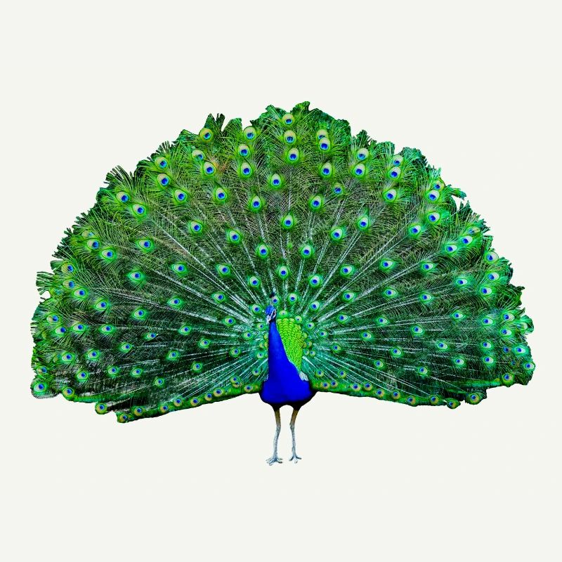 Vert paon, bleu