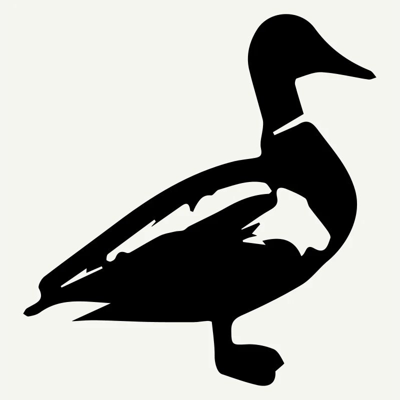 Duck mallard