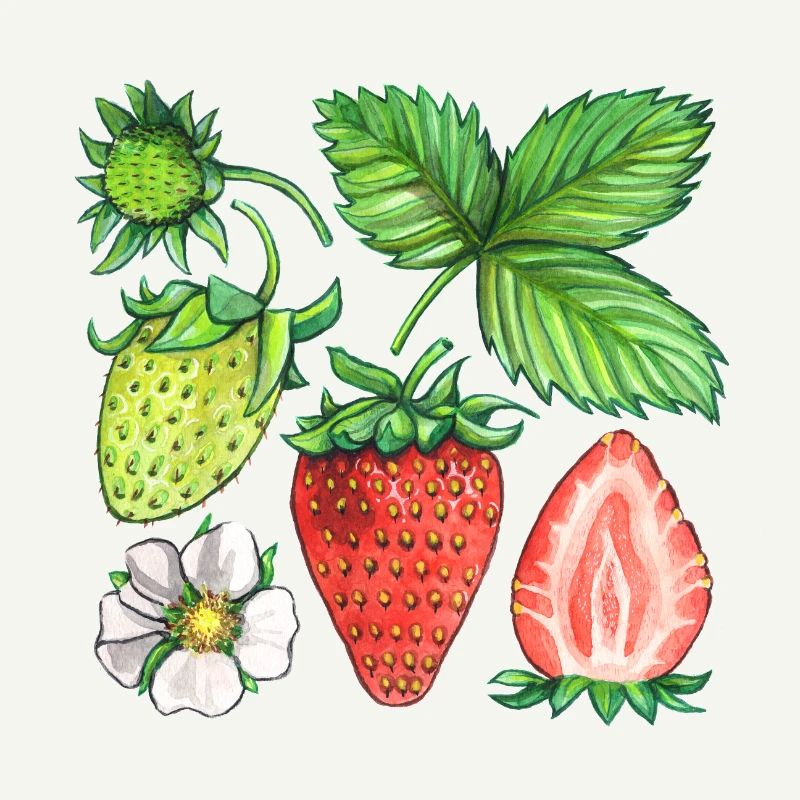 Fraises