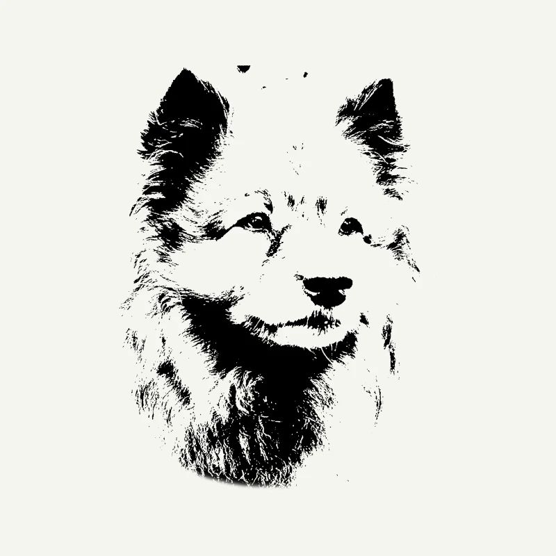 Race de chien Wolfsspitz