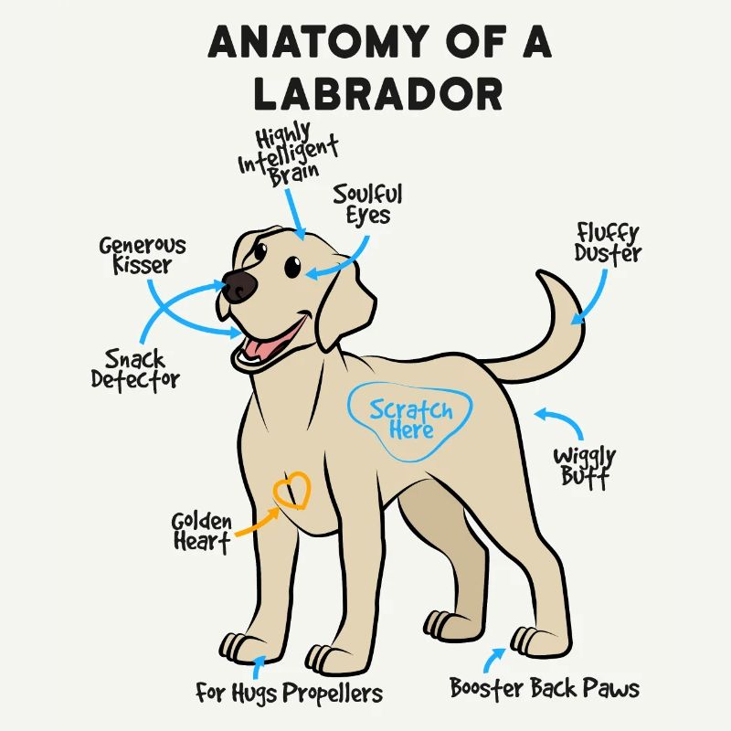 Anatomie Eines Labrador