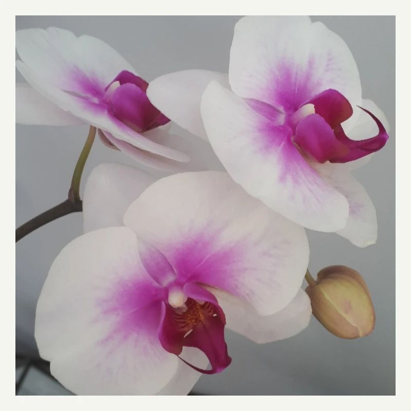 Orchidée