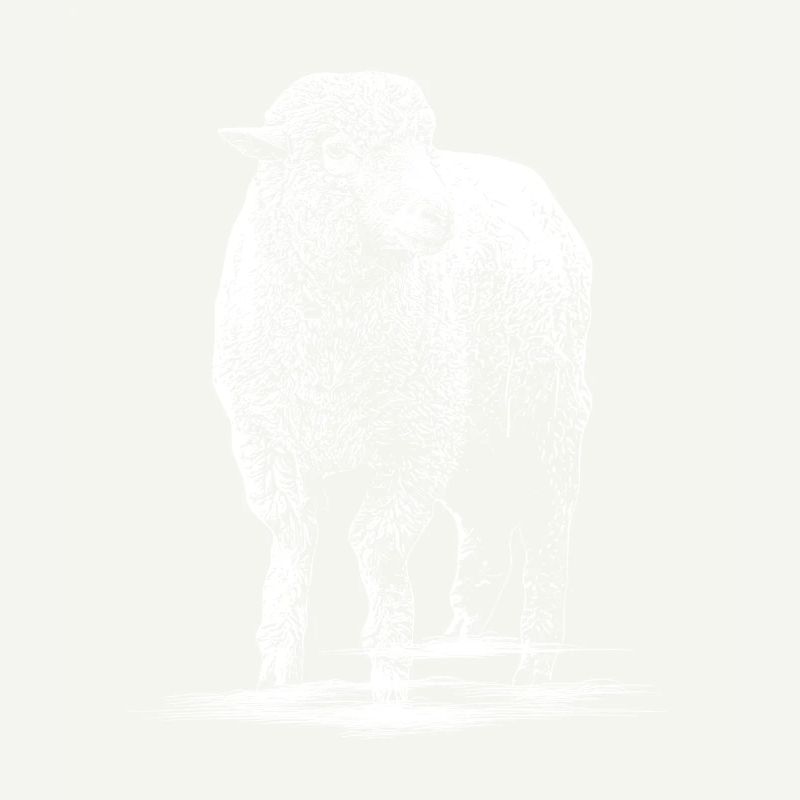 Schaf Illustration Schafbock