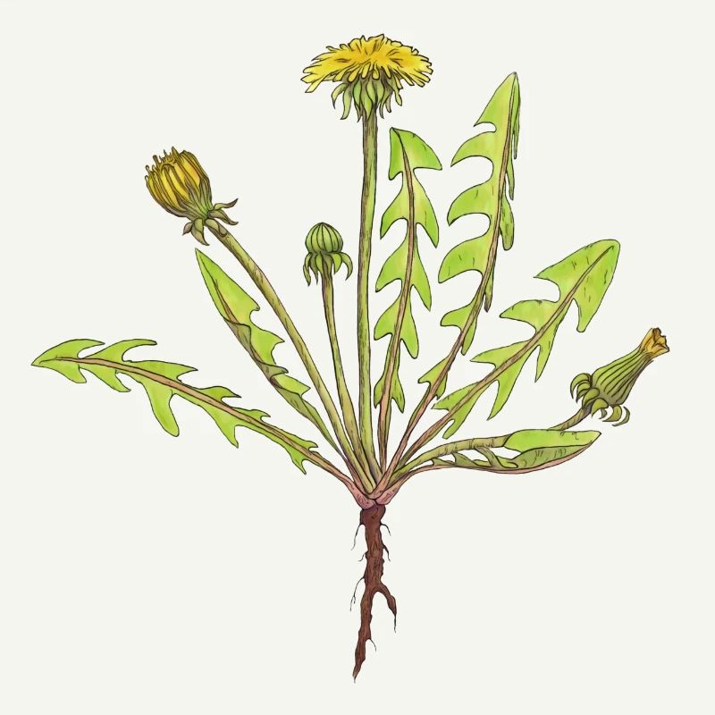 Dandelion
