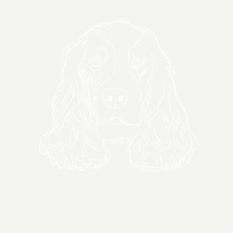 English Cocker Spaniel chien