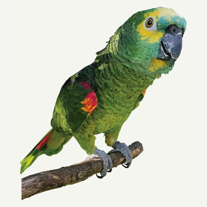 The blue-fronted amazon
