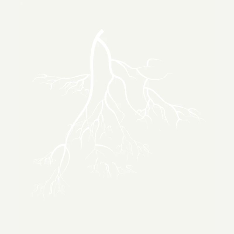 root