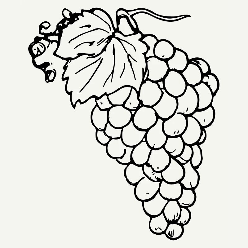 Grape Grapes Illustration Vector Gift Idea